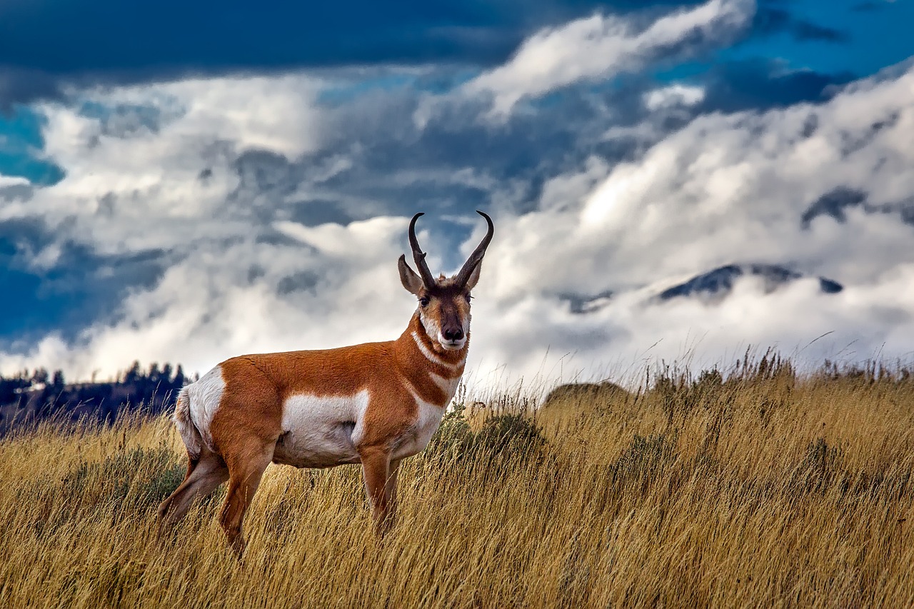pronghorn deer, animal, wildlife-1730073.jpg